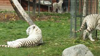 Let's explore the world of animals together