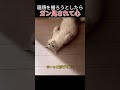 寝顔を撮ろうとしたら、ガン見されて心