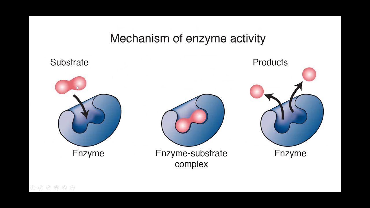 Reduce Inflammation Safely with Enzyme Therapy YouTube