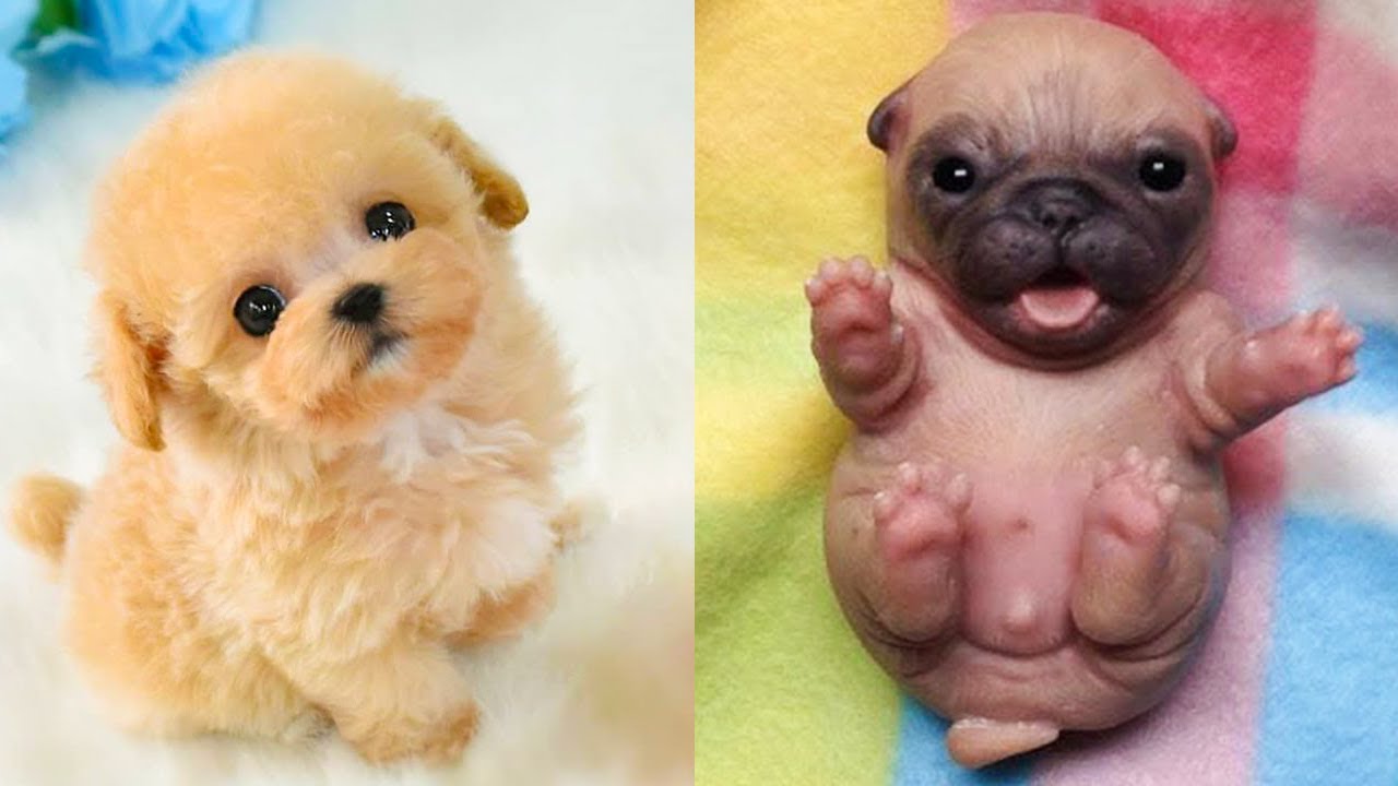 cute newborn dogs