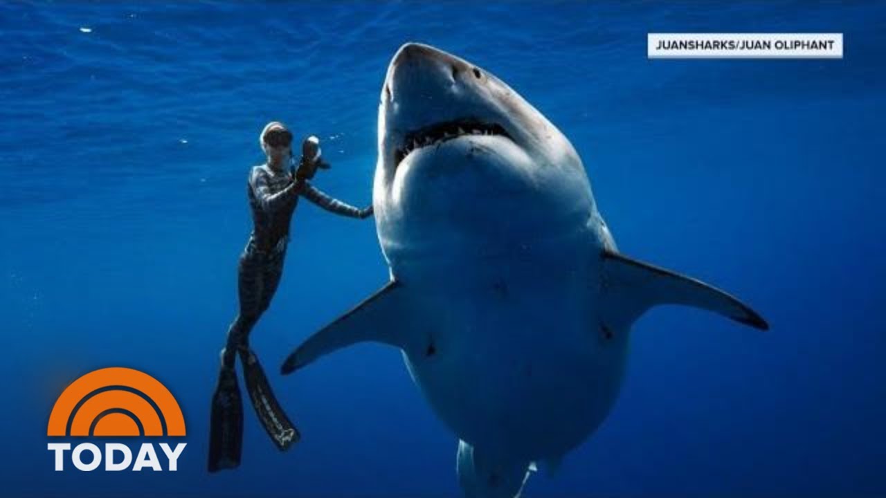 As Shark Week marks its 35th year, local shark researcher reflects ...