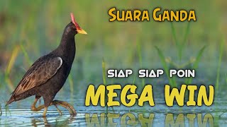 SUARA PIKAT BURUNG AYAM AYAMAN TERBARU. SUARA DUET (GANDA). SIAP SIAP POIN MEGA WIN.