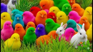 Ayam Lucu, ayam warna warni, ayam rainbow, kelinci lucu, bebek lucu, ikan koi, Hewan Lucu, Animal