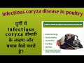 मुर्गी में Infectious coryza के लक्षण और बचाव || Infectious coryza treatment