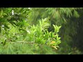 Rain sounds  relaxing music  30 minutes of rain sounds and bissful piano music