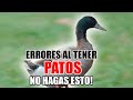 PATOS - ❌ Errores al Tener Patos, No Hagas ESTO!