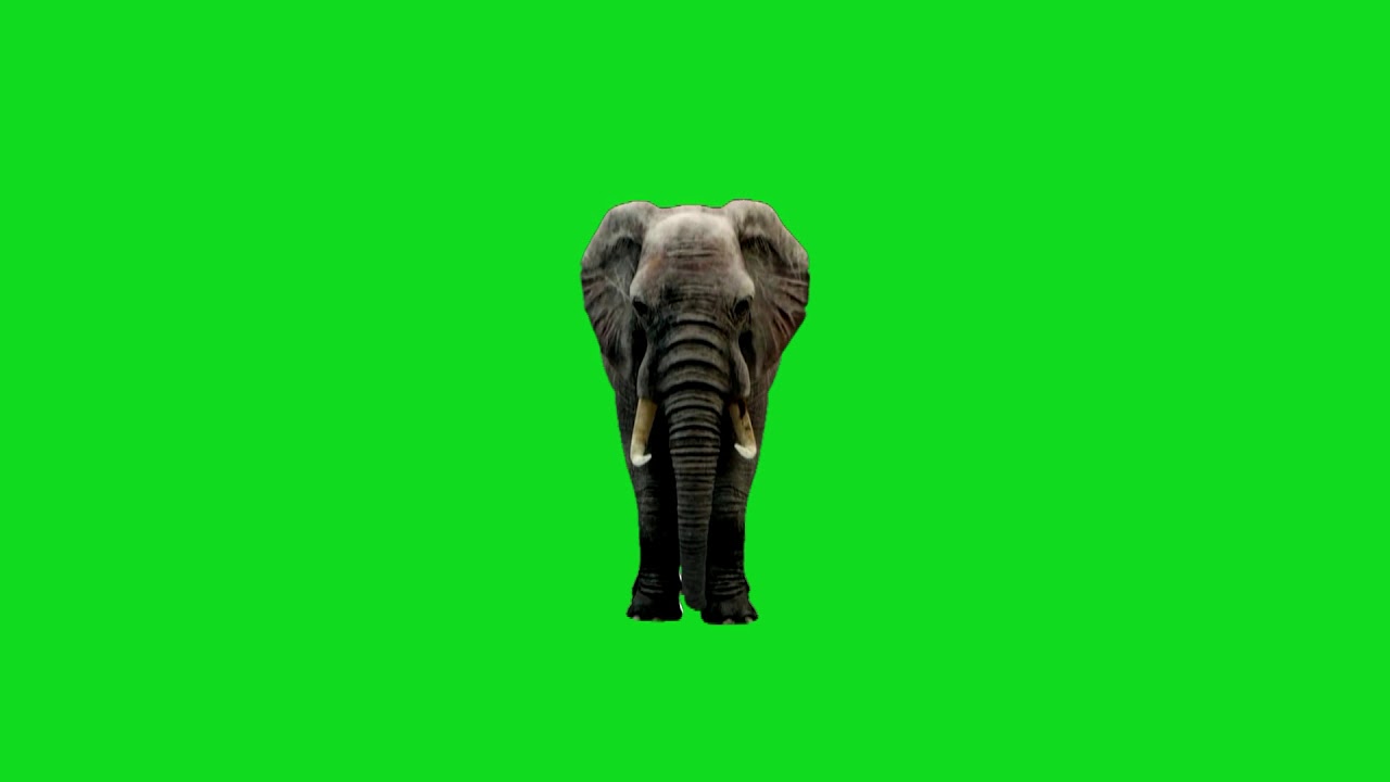 green screen effects elephant - YouTube