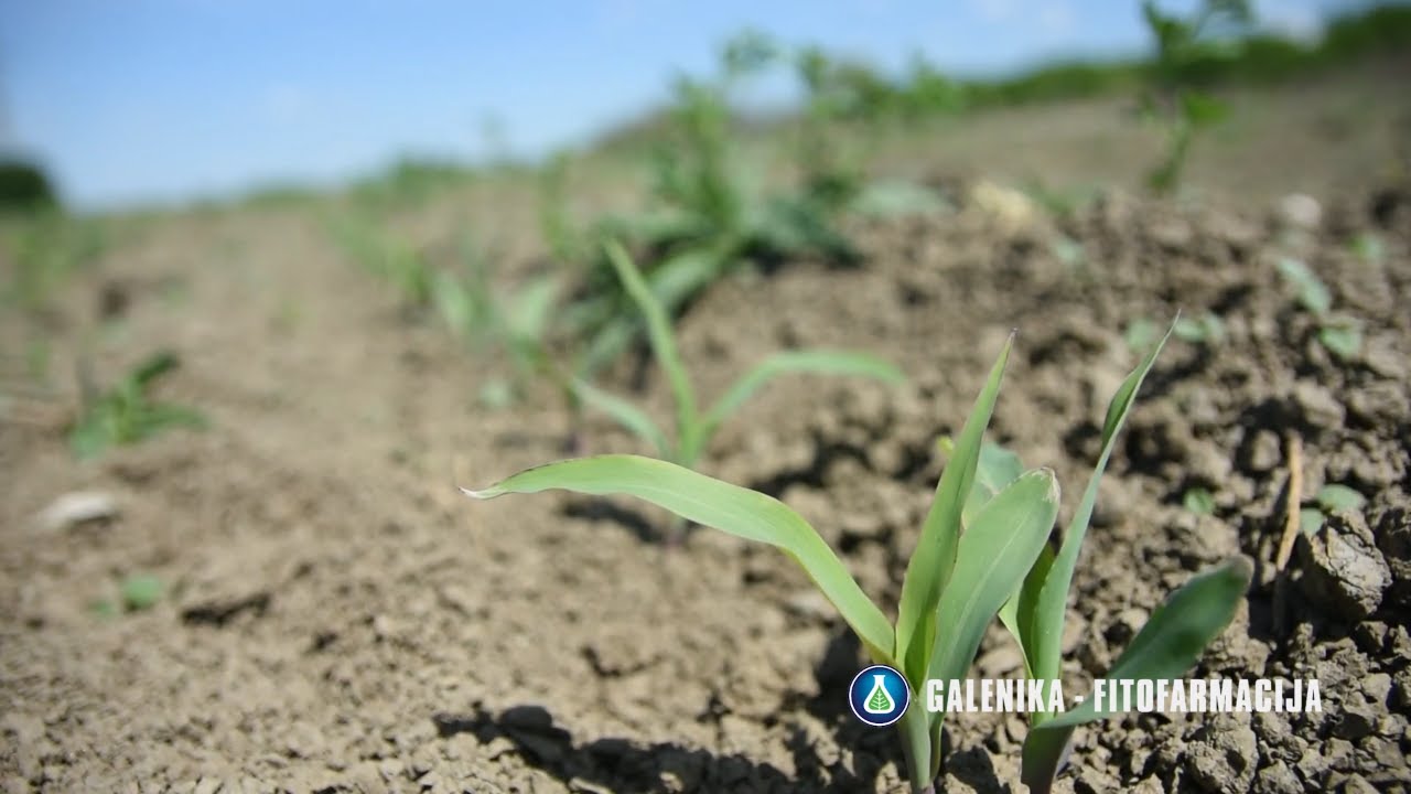 Talisman, Skaut & Plamen - Vodeći preparati za uspešno suzbijanje korova u usevima kukuruza