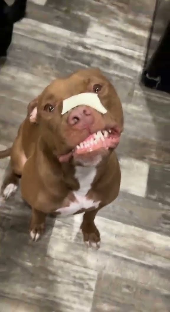 My Dogs Have Cheese Face || ViralHog