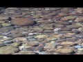 Clear Water Flowing Over River Stones