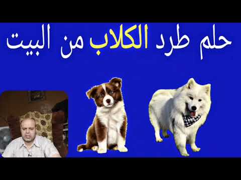 تفسير حلم رؤية طرد الكلب من البيت في المنام محمود منصور