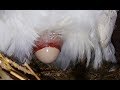 Chicken Laying Egg Slow Motion Video