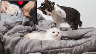 Jealous Cat Attacks My Kitten.. Let's Make Peace // 질투심 많은 고양이가 새끼 고양이를 공격했어요!