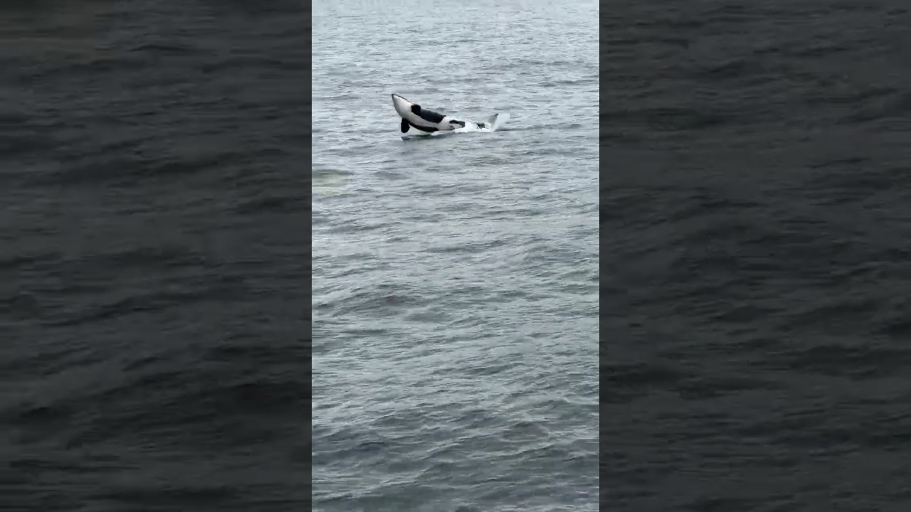 Orca breach in Kenai Fjords