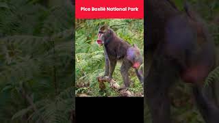Wildlife Reserves in Equatorial Guinea