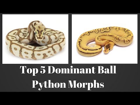 Top 5 Dominant Ball Python Morphs of 2018 - Benjamin's Exotics