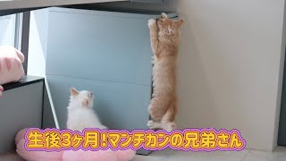 生後ヶ月マンチカンのこねこたち。遊び方もおもしろくなってきました