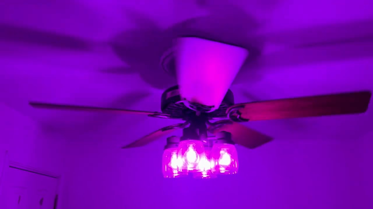 Hunter Original ceiling fan with purple light bulbs