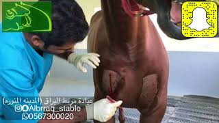 علاج الأكتاف الخيل | مربط البراق