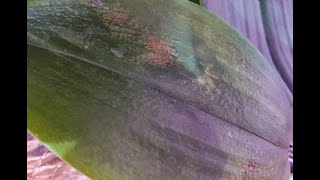 :   .   ?    ?    ?