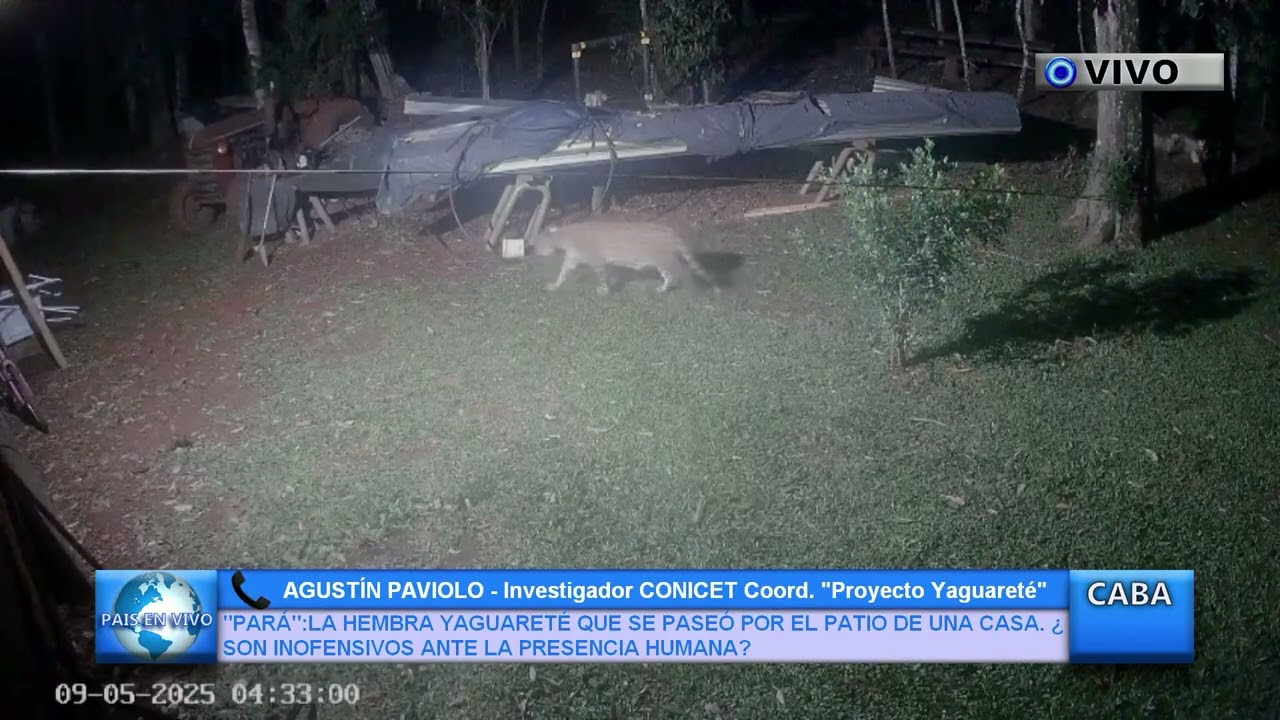 IMPACTANTE VIDEO: YAGUARETÉ EN EL PATIO DE UNA CASA