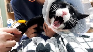 Angry Cat Medical Check Up at Animal Hospital