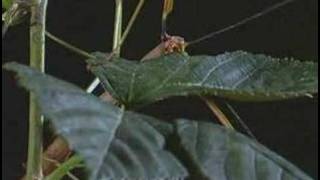 Stick insect - Natural History