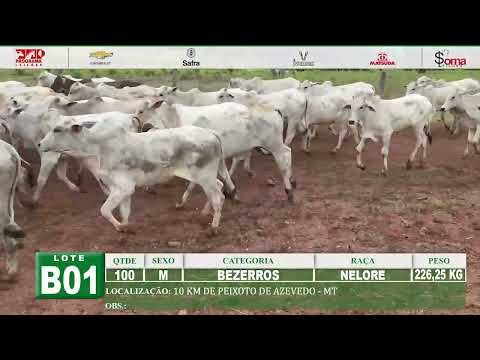 Lote B01