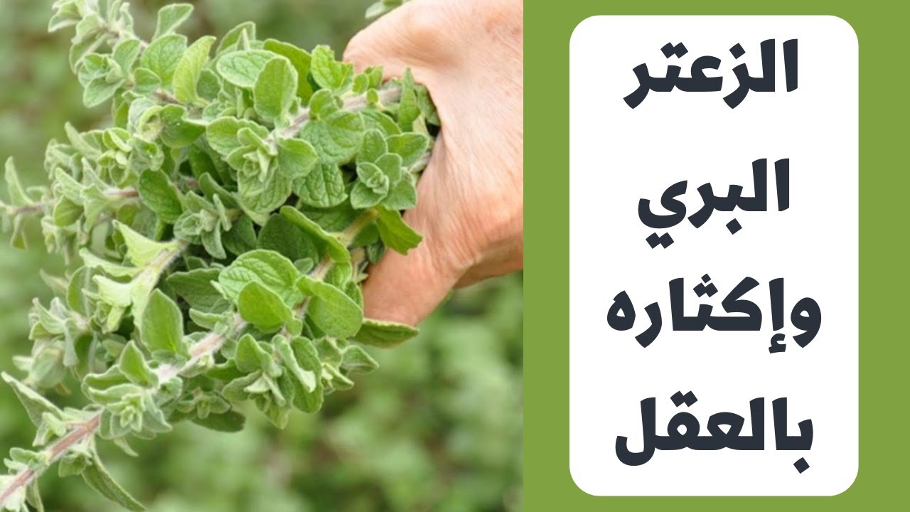 طريقة إكثار الزعتر بالعقل والموعد المناسب