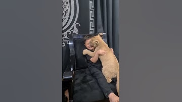 Naughty Kid Playing With Lion Cub | Nouman Hassan |