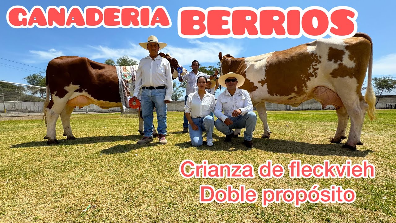 GANADERIA BERRIOS - fleckvieh doble propósito PDP - Chiclayo peru 