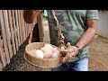 COLOCANDO OVOS DA RAÇA BALÃO PARA CHOCAR + PINTINHOS NASCENDO