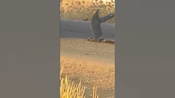 قتل ثعبان كوبرا المسمى بالحنش Shorts Short Viral كوبرا ثعبان 
