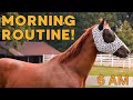 Equestrian summer morning routine