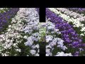 水郷佐原水生植物園・花菖蒲2010.06(HD) の動画、YouTube動画。