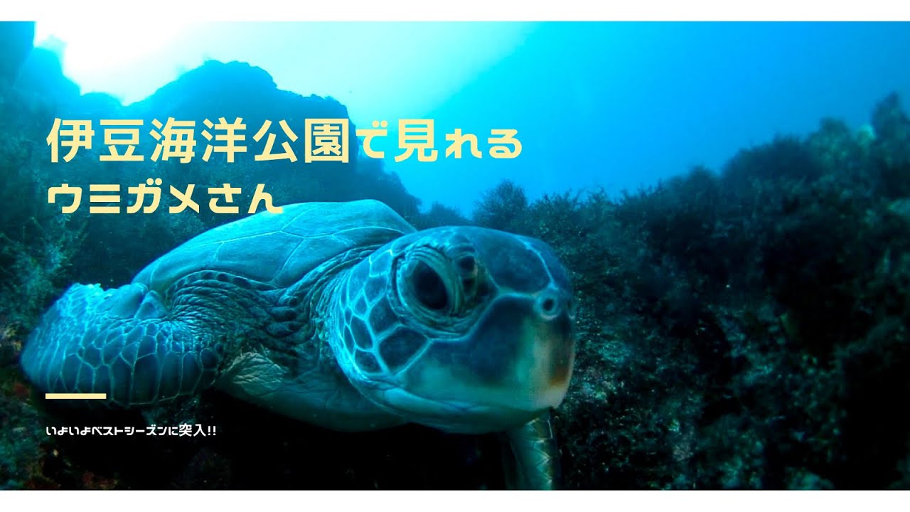 Gzeye ウミガメは追わずにそっと寄ると寄ってくる伊豆海洋公園 めちゃかわいい Youtube