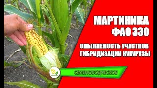 Опыляемость участков гибридизации кукурузы Мартиника ФАО 330