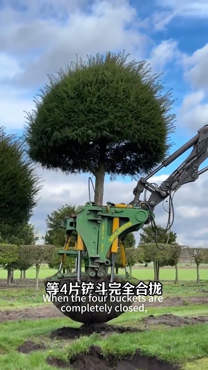 Tree transplanting machine without damaging roots #broaden horizons #machinery #greening e   #c16b7