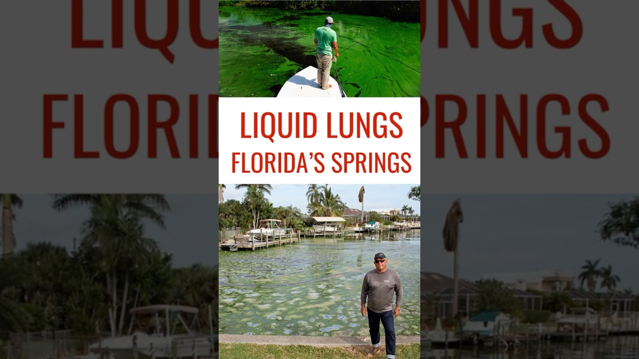 Liquid Lungs: Florida’s Springs Fight Back 