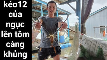 Kéo 12 cửa ngục lên tôm càng khủng. #langbetanchau