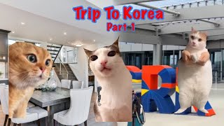 Trip To Korea! | Part 1 | Cat Story Trend