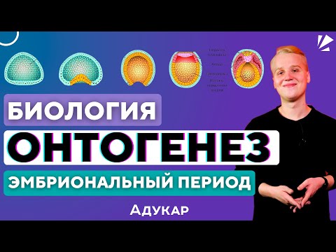 Онтогенез | Эмбриональный период развития | Биология ЦЭ, ЦТ, ЕГЭ | Эмбриогенез | Уроки по биологии