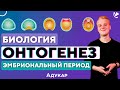 Онтогенез | Эмбриональный период развития | Биология ЦЭ, ЦТ, ЕГЭ | Эмбриогенез | Уроки по биологии