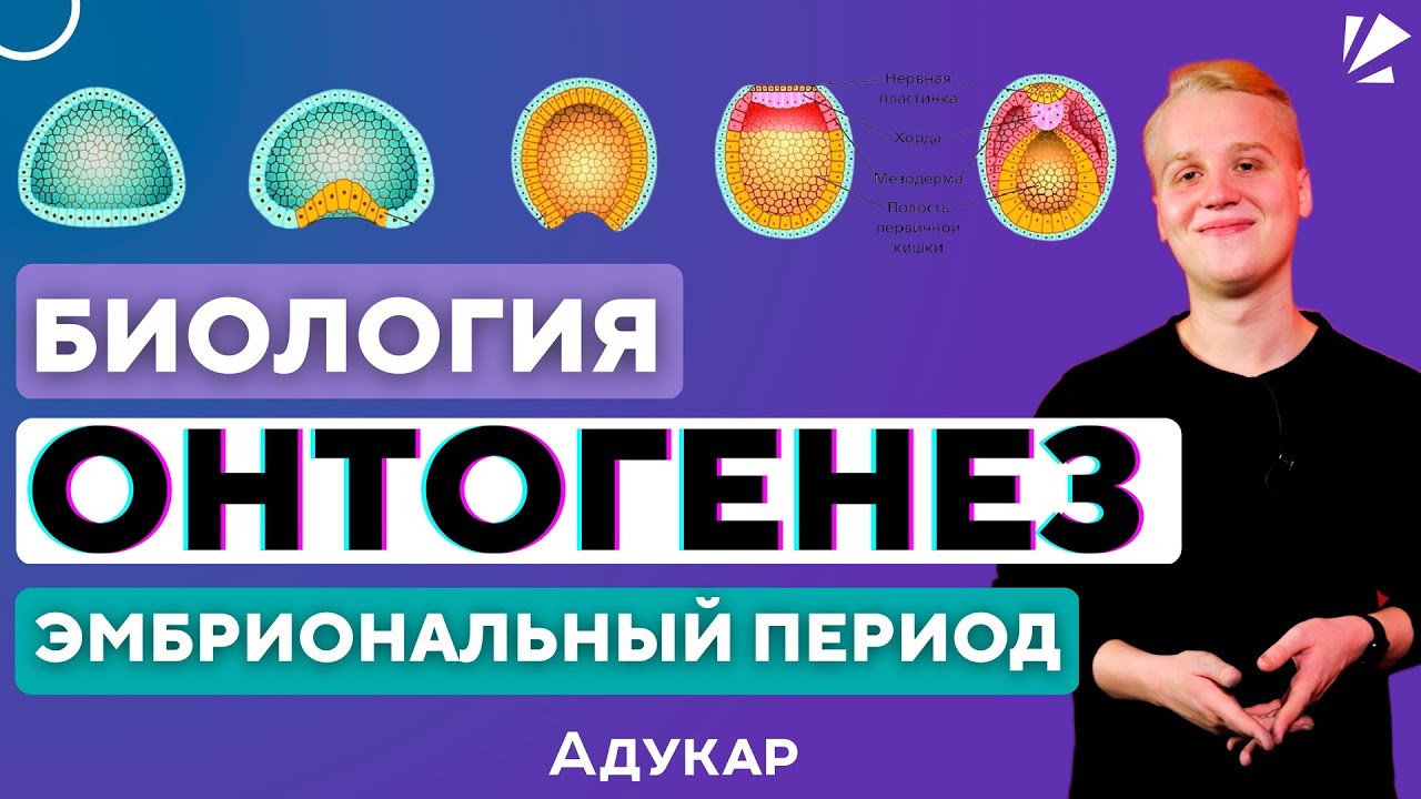 Онтогенез