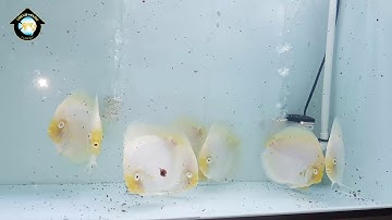 CÁ DĨA BẠCH NGỌC - WHITE DIAMOND - SIZE 11/12