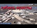 Экологическая катастрофа в Оренбургской области. Ириклинское водохранилище 2019