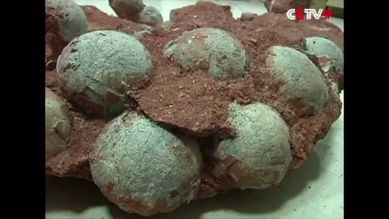 Fossilized Dinosaur Eggs Unearthed in S China - YouTube