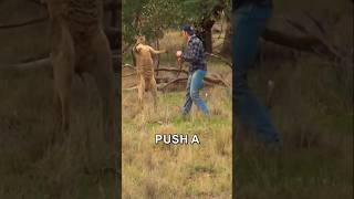 Kangaroo Secrets You Never Knew! 🦘 Power, Speed & Boxing Fights #shorts