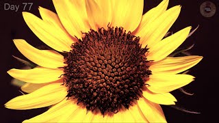 Sunflower Growing from Seed to Flower  ( 100 Days Time Lapse )