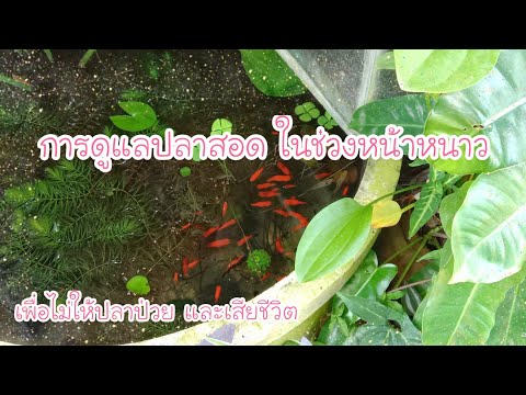 เลี้ยงปลาสอดให้รอดในหน้าหนาว 🥶🐟🌿💞 |จิรัชญา/โคราช